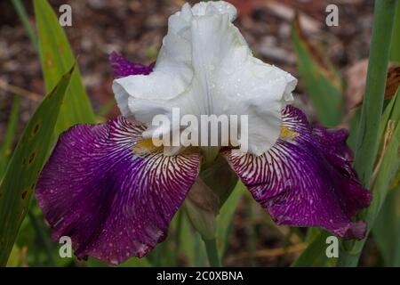 Fleur d'iris simple violet et blanc recouverte de gouttes de pluie dans le jardin du printemps Banque D'Images