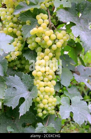 Raisin sur la vigne. Nouvelle récolte. Variété de blanc. Moisissure poudreuse sur les feuilles Banque D'Images