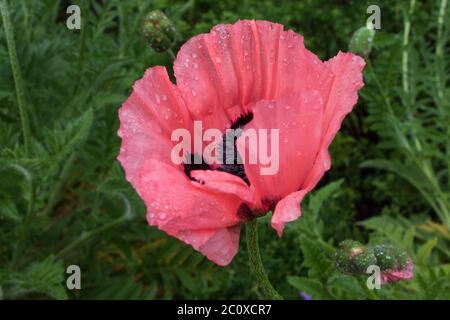Gros plan sur une fleur de pavot rose saumon vif et gorgée de pluie Banque D'Images
