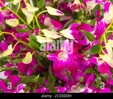 Floral background d'orchidées tropicales Banque D'Images