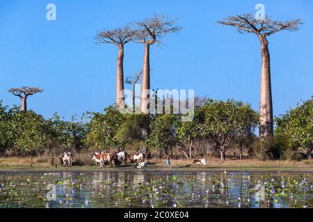 troupeau de vaches près de la baobab ruelle nénuphars dans l'étang. Banque D'Images