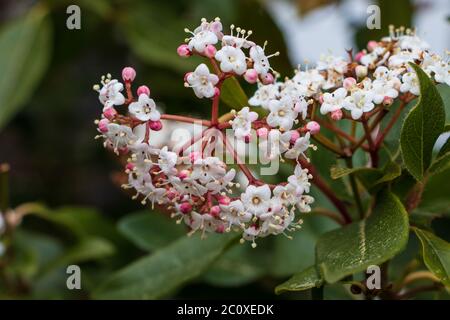 Gros plan de petites fleurs et bourgeons de Viburnum, senteur rose et blanc, dans le jardin de printemps Banque D'Images