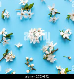 Plat de brindilles de cerisier d'oiseau avec fleurs, inflorescences-pinceaux sur fond bleu clair. Heure de printemps. Banque D'Images