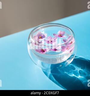Vue de dessus de verre transparent à double fond avec petites fleurs de Saintpaulia violettes flottent sur la surface de l'eau, foyer sélectif. Lumière du soleil. Banque D'Images