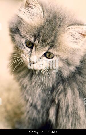 Un beau chaton gris - gros plan Banque D'Images