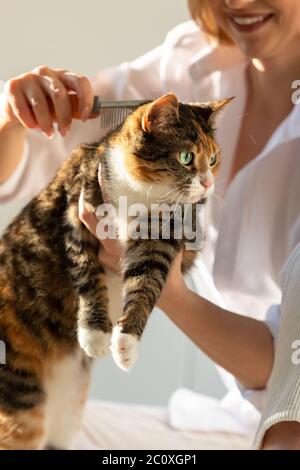 Femme souriante propriétaire peignant, rayant et tenant le chat avec la main Banque D'Images