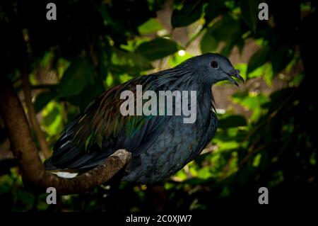 Gros plan sur l'exotique Nicobar Pigeon, Caloenas nicobarica entouré par son habitat de forêt tropicale humide à Kuranda, Queensland, Australie. Banque D'Images