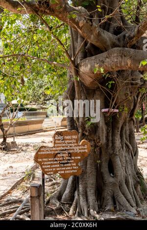 Arbres utilisés pour tuer des prisonniers dans les champs de meurtre, Choung Ek, Phnom Penh, Cambodge Banque D'Images