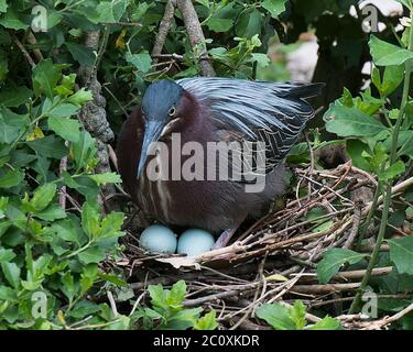 Oiseau de Héron vert vue rapprochée du profil sur le nid avec des œufs, exposant ses plumes bleues, tête, oeil, bec, plumage, pieds, ailes dans son environnement. Banque D'Images