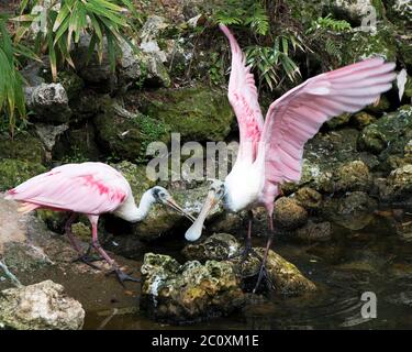 Les oiseaux de Roseate Spoonbill se tenant sur des rochers de mousse au bord de l'eau avec des ailes étalées et un arrière-plan appréciant leur environnement et les environs. Banque D'Images