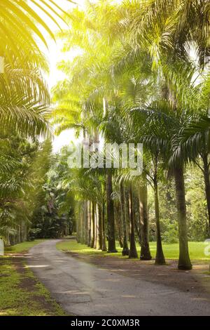 Palmiers cubains (palmier royal) sur l'île Maurice (Roystonea regia) Banque D'Images