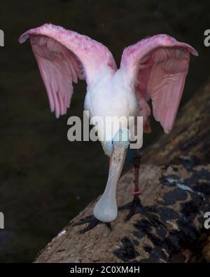 Oiseau de roseate Spoonbill avec ailes étalées dans son environnement et ses environs. Edéployer les ailes angéliques. Banque D'Images