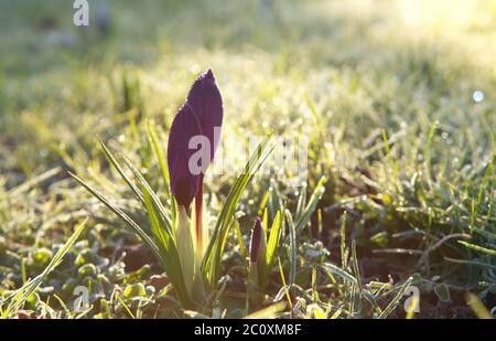 le crocus fleurit au soleil de printemps Banque D'Images