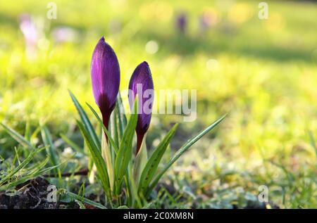 fleurs de crocus pourpres en plein soleil le matin Banque D'Images