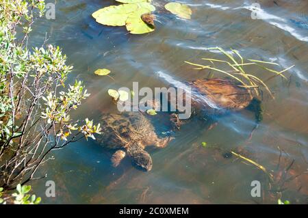 Tortue serpentine dans son environnement. Banque D'Images