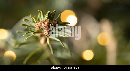 Carte de Noël ou fond. Branche d'arbre de Noël avec lumières en gros plan, mise au point sélective, bokeh Banque D'Images