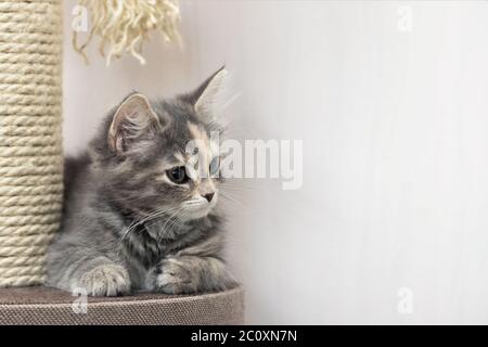 Un joli chaton gris se trouve près d'un poteau à gratter sur le mobilier du chat. Bannière horizontale, espace de copie. Banque D'Images