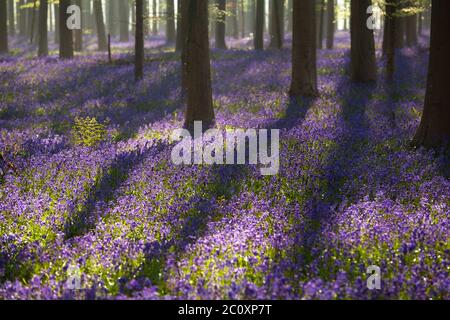 cloches à fleurs dans la forêt printanière Banque D'Images