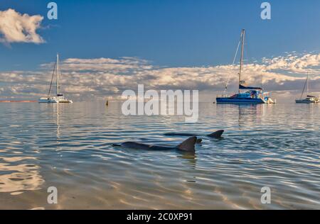 Des yachts amarrés au large d'un océan Indien calme à Monkey Mia avec des dauphins attendant le temps de se nourrir dans le Western Australian marine Dolphin conservancy. Banque D'Images