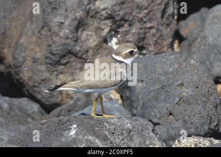 Gravelot adultes d'oiseaux d'eau Banque D'Images