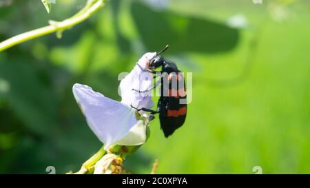 Belle Mylabris pustulata avec des traits rouges sur le dos. Un type d'insecte qui ne nuit pas aux agriculteurs Banque D'Images