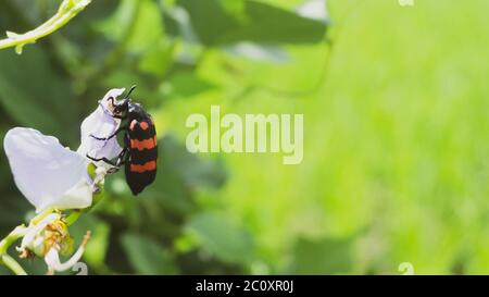 Belle Mylabris pustulata avec des traits rouges sur le dos. Un type d'insecte qui ne nuit pas aux agriculteurs Banque D'Images