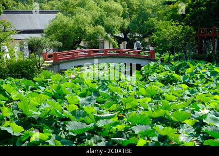 Kamakura Japon - Lac aux fleurs de Lotus au sanctuaire Shinto Tsurugaoka Hachiman-gu Banque D'Images