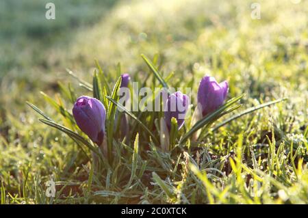 Crocus mauve des fleurs au printemps Banque D'Images