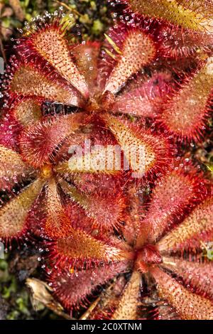 Alice Sundew (Drosera aliciae) Banque D'Images