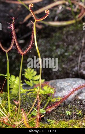 Sundew fourré ou Sundew avec feuilles à fourche (Drosera binata) Banque D'Images