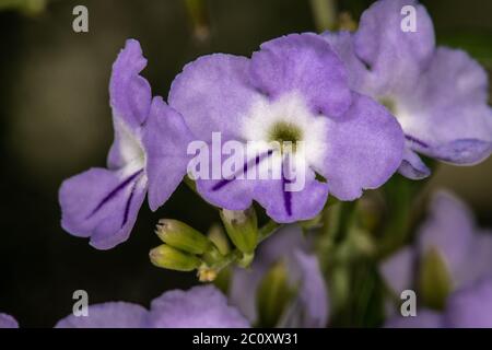 Dewdrop d'or (Duranta erecta) Banque D'Images