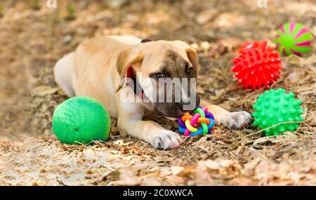 Un chien de chiot joue avec ses jouets à l'extérieur Banque D'Images