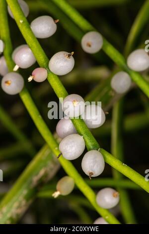 Fruits du Cactus Mistletoe (Rhipsalis baccifera subsp. Baccifera) Banque D'Images