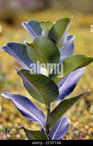 plante bleue et verte dans le champ de fleurs jaunes Banque D'Images