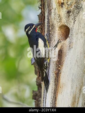 Male Williamson's Sapsucker, Sierra County California USA Banque D'Images