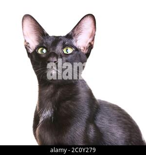 Oriental Shorthair Chat noir Banque D'Images
