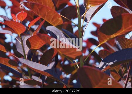 Un groupe de feuilles d'arbre colorées Banque D'Images