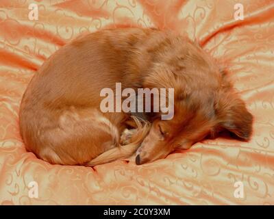 Dachshund couché Banque D'Images