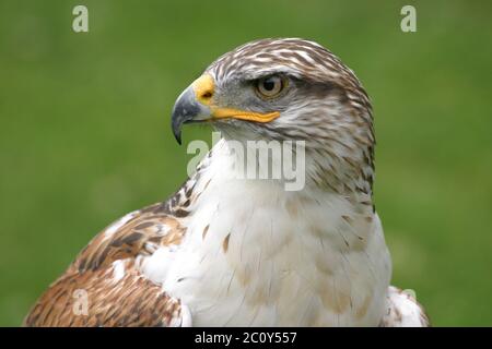 Buzzard à pattes rugueuse King Banque D'Images