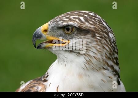 Buzzard à pattes rugueuse King Banque D'Images