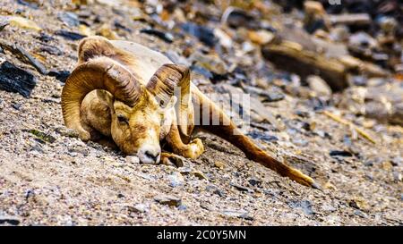 Mouflon d'Amérique qui s'établit dans le parc national Jasper, en Alberta Banque D'Images