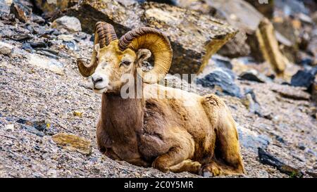 Mouflon d'Amérique qui s'établit dans le parc national Jasper, en Alberta Banque D'Images