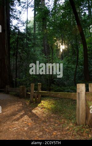 Sentier de randonnée pédestre avec rayons du soleil à travers les séquoias dans la réserve naturelle d'État Armstrong Redwoods en Californie, États-Unis Banque D'Images