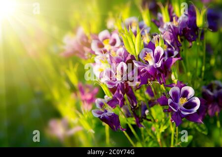 Aquilegia vulgaris - colonne commune. Banque D'Images