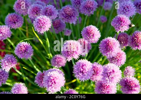 Les usines de la ciboulette en fleurs. Banque D'Images