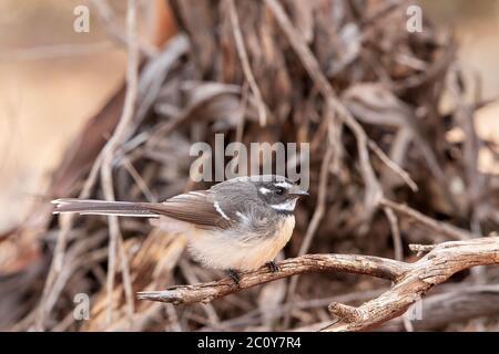 Gris Farrière (Rhipidura albiscala). Les deux sexes ont une apparence similaire : le plumage est gris au-dessus, les bords de sourcil blanc, de gorge et de queue. Banque D'Images