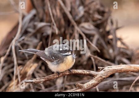 Gris Farrière (Rhipidura albiscala). Les deux sexes ont une apparence similaire : le plumage est gris au-dessus, les bords de sourcil blanc, de gorge et de queue. Banque D'Images