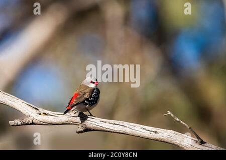 Le Diamond FiRetail (Stagonopleura guttata) est un petit oiseau aux plumes rouges et à la queue. Banque D'Images