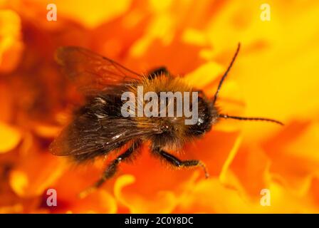 Abeille sur la fleur orange avec copyspace Banque D'Images