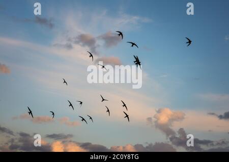 Troupeau d'oiseaux volant dans un ciel de coucher du soleil Banque D'Images